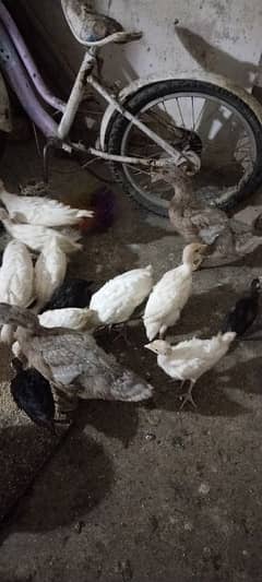 turkey bird chick available