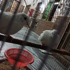 Full breader pair for Dove 