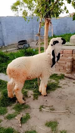 Qurbani