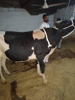 4 dan't beautifully bull for qurbani