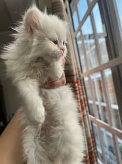Persian kitten