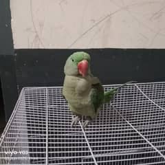 raw parrot