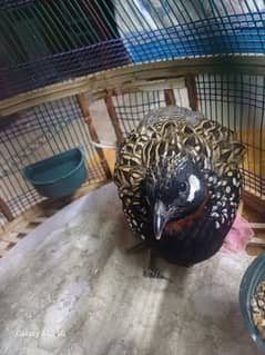 Black Francolin - Kaala Teetar Healthy