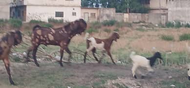 bakra for qurabani