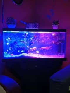 Fish
