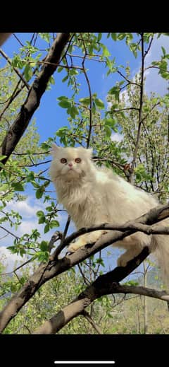 White Persian Punch face cat