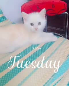 Persian cat double cot urgent sale only WhatsApp par contact karein