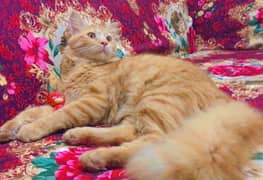 Persian Cat