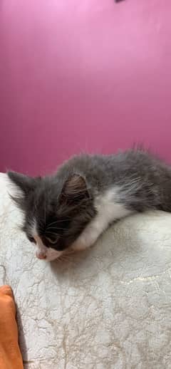 Persian 2months kitten