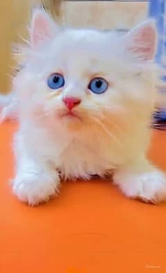 Adopt a Kitten Now