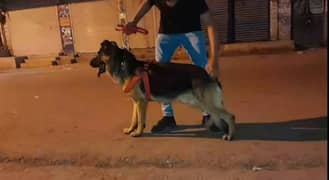 German Shepherd male