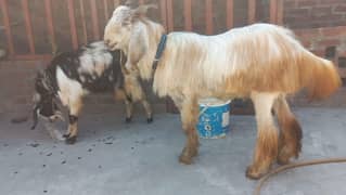 Male Goat 1.5 year pahrri bread