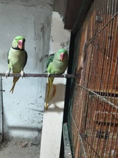 kashmir Raw parrots