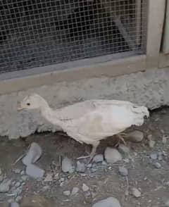 Turkey