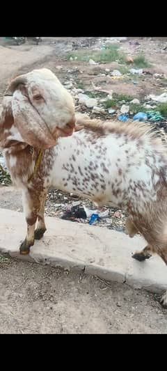 donda bakra beautiful print  makii cheeni