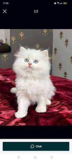 pairsan healthy and active kitten for sale