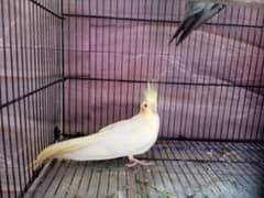 cream cocktail 3 month female