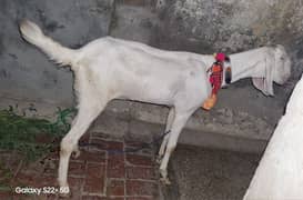 2 dant goat,bakri