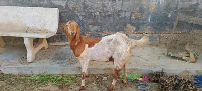 Macha China/Kamuri/Sindhi