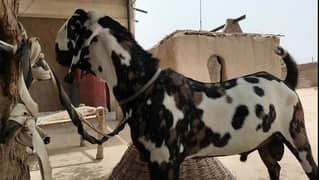 Eid ul Azha Bakra for Sale