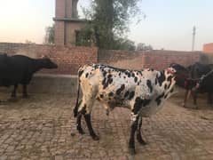 Bachra Qurbani ke 2 Bulls 2 Dant Avaialable