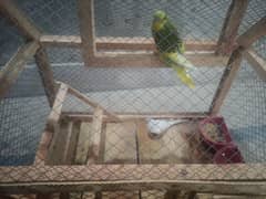 Australian parrots budgies pair for sale with cage