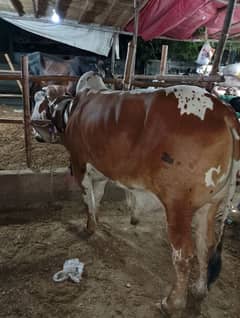 bachra