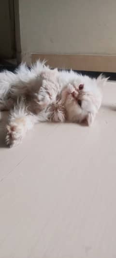 Persian kitten available