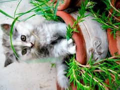 Himalayan Persian