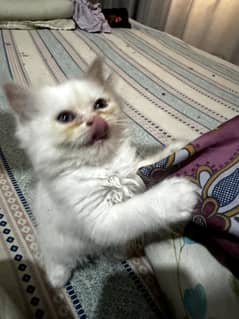 Pure Persian bred kitten .