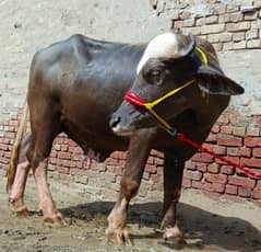 katta qurbani