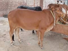 Qurbani cows for sale in reasonable price
