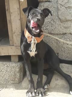 pure bhulli female for urgent sale eid ofer. security k liya best