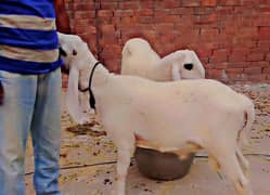 Sheeps for sale