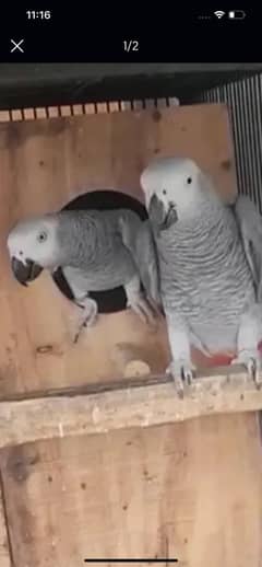 100 percent breeder MashahAllah