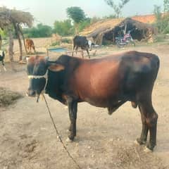 Bull for Sale