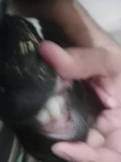 Bakra