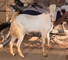 Ando Bakra