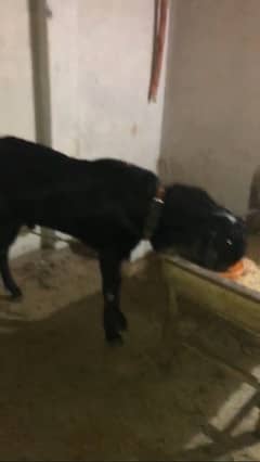 Beetal Bakra