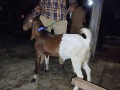 Goat / Bakra 2 dant