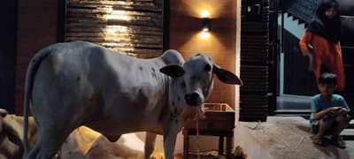 2 dant cow
