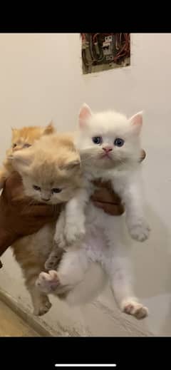 Kittens Triple Coated Semi punch face Kittens