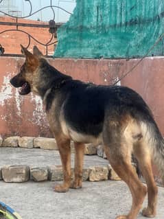 German shepherd
