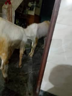 qurbani k liy 2 dant 2 bakry