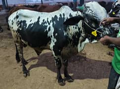 Full active bull