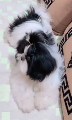 Shihtzu puppies available