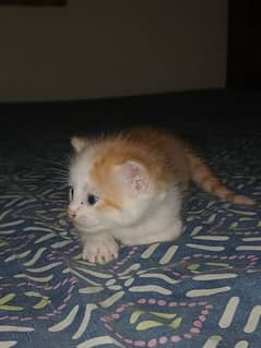 kitten for sale