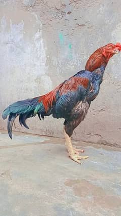 Pakistani Aseel fully healthy and active.