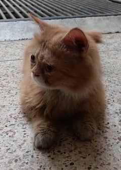 punch face male cat