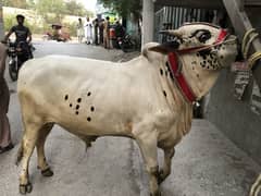 Qurbani